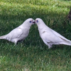 Cacatua sanguinea (Little Corella) at Greenway, ACT - 2 Nov 2018 by RodDeb