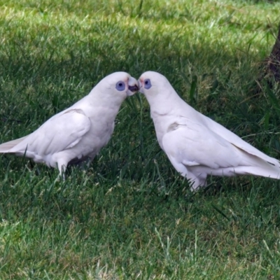 Cacatua sanguinea (Little Corella) at Greenway, ACT - 2 Nov 2018 by RodDeb