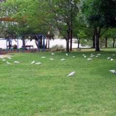 Cacatua sanguinea at Greenway, ACT - 2 Nov 2018 11:59 AM