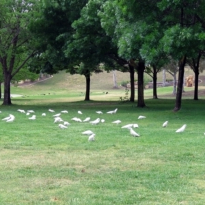 Cacatua sanguinea at Greenway, ACT - 2 Nov 2018 11:59 AM