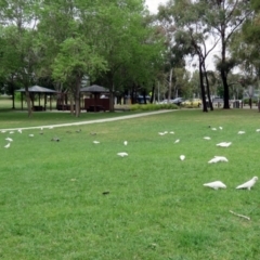 Cacatua sanguinea at Greenway, ACT - 2 Nov 2018 11:59 AM