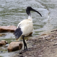 Threskiornis molucca (Australian White Ibis) at Lake Tuggeranong - 2 Nov 2018 by RodDeb