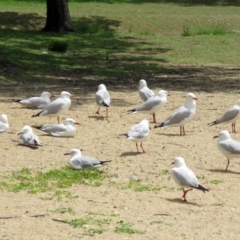 Chroicocephalus novaehollandiae (Silver Gull) at Lake Tuggeranong - 2 Nov 2018 by RodDeb