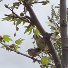 Acanthiza chrysorrhoa (Yellow-rumped Thornbill) at Reid, ACT - 11 Oct 2018 by JanetRussell