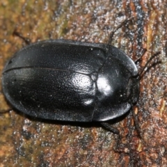 Pterohelaeus striatopunctatus (Darkling beetle) at Ainslie, ACT - 2 Nov 2018 by jb2602