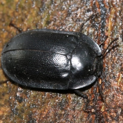 Pterohelaeus striatopunctatus (Darkling beetle) at Ainslie, ACT - 2 Nov 2018 by jbromilow50