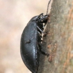 Pterohelaeus striatopunctatus at Ainslie, ACT - 2 Nov 2018