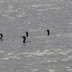 Phalacrocorax sulcirostris (Little Black Cormorant) at Belconnen, ACT - 2 Nov 2018 by AlisonMilton