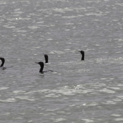 Phalacrocorax sulcirostris (Little Black Cormorant) at Belconnen, ACT - 1 Nov 2018 by Alison Milton