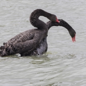 Cygnus atratus at Belconnen, ACT - 2 Nov 2018