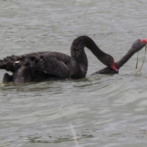 Cygnus atratus at Belconnen, ACT - 2 Nov 2018