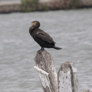 Phalacrocorax carbo at Belconnen, ACT - 2 Nov 2018