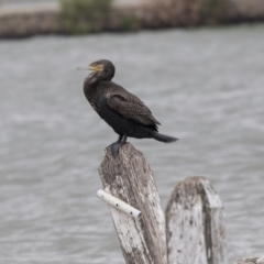 Phalacrocorax carbo (Great Cormorant) at Belconnen, ACT - 1 Nov 2018 by Alison Milton