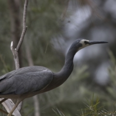 Egretta novaehollandiae (White-faced Heron) at Belconnen, ACT - 2 Nov 2018 by AlisonMilton