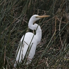 Ardea alba (Great Egret) at Belconnen, ACT - 2 Nov 2018 by AlisonMilton