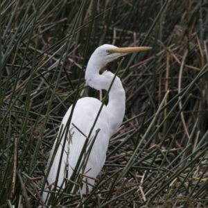 Ardea alba at Belconnen, ACT - 2 Nov 2018