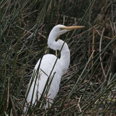 Ardea alba (Great Egret) at Belconnen, ACT - 1 Nov 2018 by Alison Milton