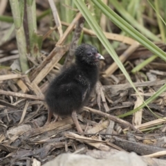 Porphyrio melanotus at Belconnen, ACT - 1 Nov 2018