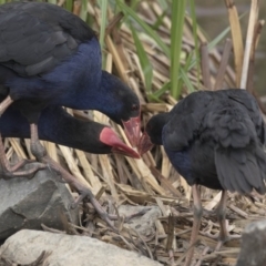 Porphyrio melanotus at Belconnen, ACT - 1 Nov 2018