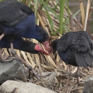 Porphyrio melanotus at Belconnen, ACT - 1 Nov 2018