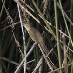 Acrocephalus australis (Australian Reed-Warbler) at Lake Ginninderra - 1 Nov 2018 by Alison Milton