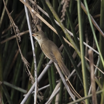 Acrocephalus australis (Australian Reed-Warbler) at Lake Ginninderra - 1 Nov 2018 by Alison Milton