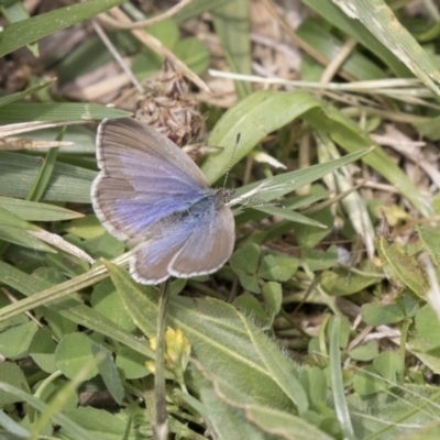 Zizina otis (Common Grass-Blue) at Lake Ginninderra - 1 Nov 2018 by Alison Milton