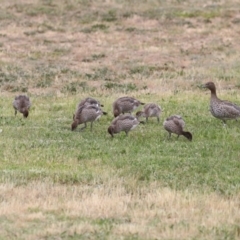 Chenonetta jubata (Australian Wood Duck) at Belconnen, ACT - 2 Nov 2018 by AlisonMilton