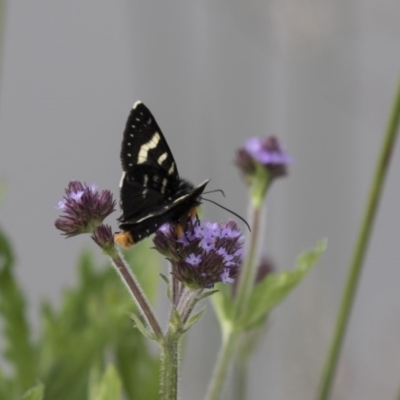 Phalaenoides tristifica (Willow-herb Day-moth) at Bruce, ACT - 1 Nov 2018 by AlisonMilton