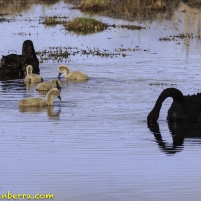 Cygnus atratus (Black Swan) at Jerrabomberra Wetlands - 20 Oct 2018 by BIrdsinCanberra