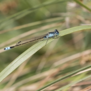 Ischnura heterosticta at Belconnen, ACT - 2 Nov 2018