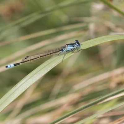 Ischnura heterosticta (Common Bluetail Damselfly) at Belconnen, ACT - 2 Nov 2018 by AlisonMilton