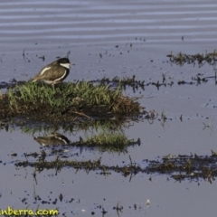 Erythrogonys cinctus (Red-kneed Dotterel) at Jerrabomberra Wetlands - 20 Oct 2018 by BIrdsinCanberra