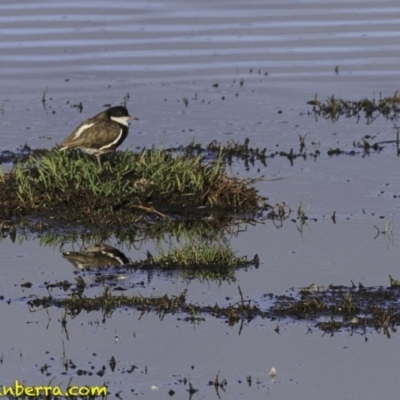 Erythrogonys cinctus (Red-kneed Dotterel) at Fyshwick, ACT - 21 Oct 2018 by JonSteinbeck