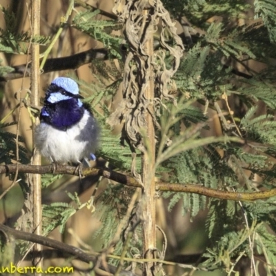 Malurus cyaneus (Superb Fairywren) at Fyshwick, ACT - 20 Oct 2018 by BIrdsinCanberra