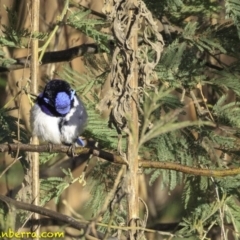 Malurus cyaneus at Fyshwick, ACT - 21 Oct 2018 07:39 AM