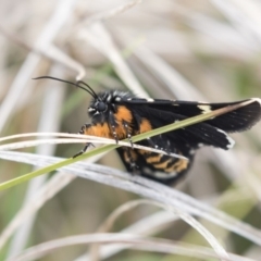 Phalaenoides tristifica (Willow-herb Day-moth) at Rendezvous Creek, ACT - 17 Oct 2018 by AlisonMilton