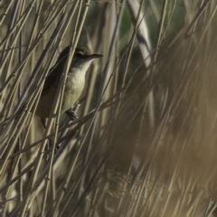 Acrocephalus australis (Australian Reed-Warbler) at Fyshwick, ACT - 21 Oct 2018 by BIrdsinCanberra