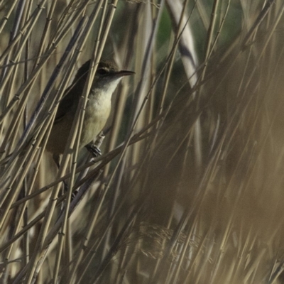 Acrocephalus australis (Australian Reed-Warbler) at Fyshwick, ACT - 20 Oct 2018 by BIrdsinCanberra