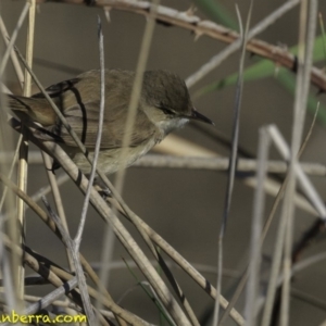 Acrocephalus australis at Fyshwick, ACT - 21 Oct 2018