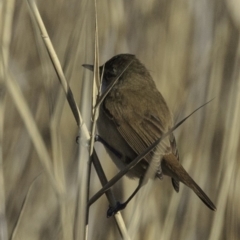 Acrocephalus australis at Fyshwick, ACT - 21 Oct 2018 08:06 AM