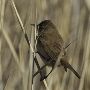 Acrocephalus australis at Fyshwick, ACT - 21 Oct 2018 08:06 AM