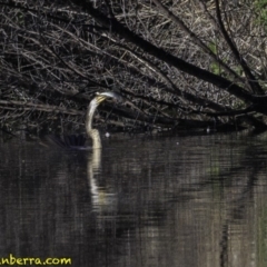 Anhinga novaehollandiae (Australasian Darter) at Fyshwick, ACT - 21 Oct 2018 by JonSteinbeck