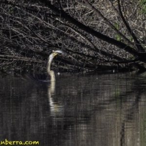 Anhinga novaehollandiae at Fyshwick, ACT - 21 Oct 2018