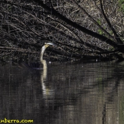 Anhinga novaehollandiae (Australasian Darter) at Fyshwick, ACT - 21 Oct 2018 by JonSteinbeck
