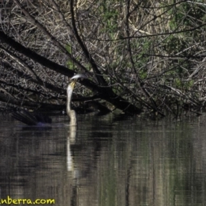 Anhinga novaehollandiae at Fyshwick, ACT - 21 Oct 2018