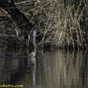 Anhinga novaehollandiae at Fyshwick, ACT - 21 Oct 2018