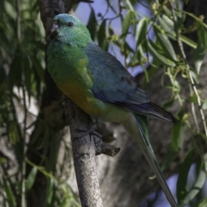 Psephotus haematonotus at Fyshwick, ACT - 21 Oct 2018