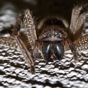 Neosparassus calligaster at Ainslie, ACT - 1 Nov 2018