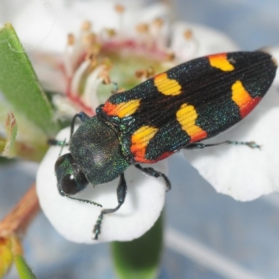 Castiarina sexplagiata (Jewel beetle) at Coree, ACT - 2 Nov 2018 by Harrisi